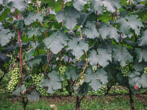 水溶肥的配方有大學問
